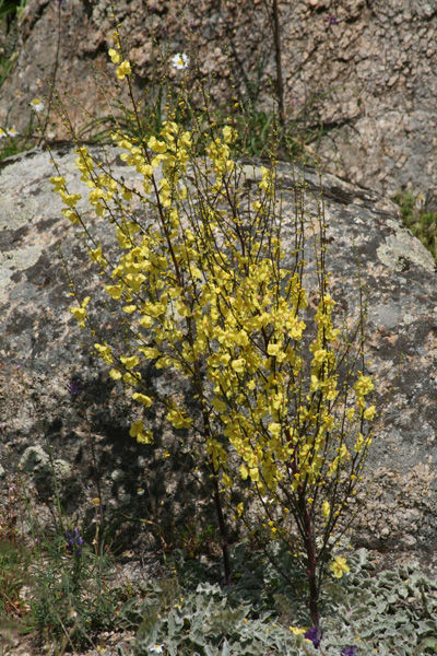 Verbascum sinuatum (Scrophularia)